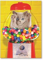 (BN) Cat stuck in gumball machine