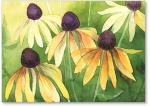 black eyed Susan's