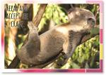 Koala sleeping in tree