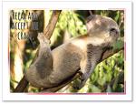 Koala sleeping in tree